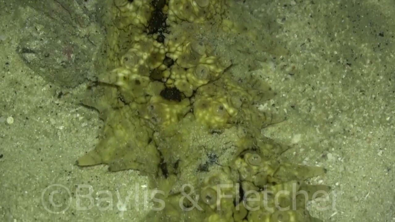 Golden Sea Cucumber, Malaysia. 20210908_234207.uhd