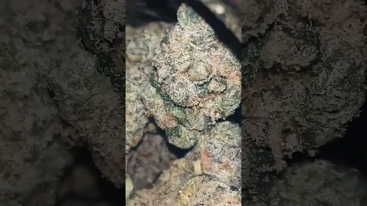 Fern Valley Farms Grape Gas 💯🔥🙏💯🔥🙏Thca Flower Review