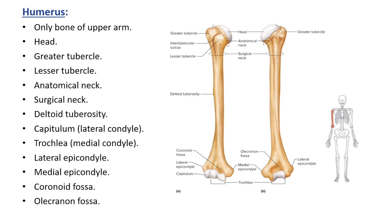 7 250 Lecture   7 9 Upper Limb