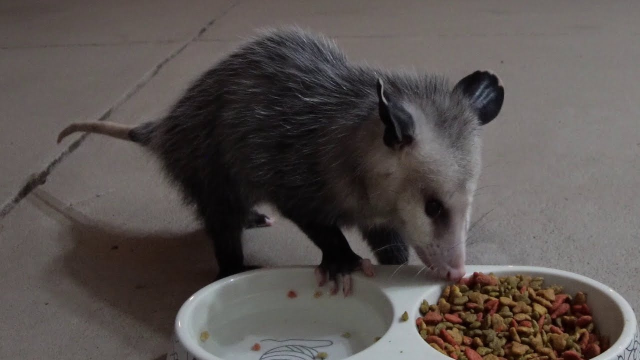 Cute Poss At The Trough