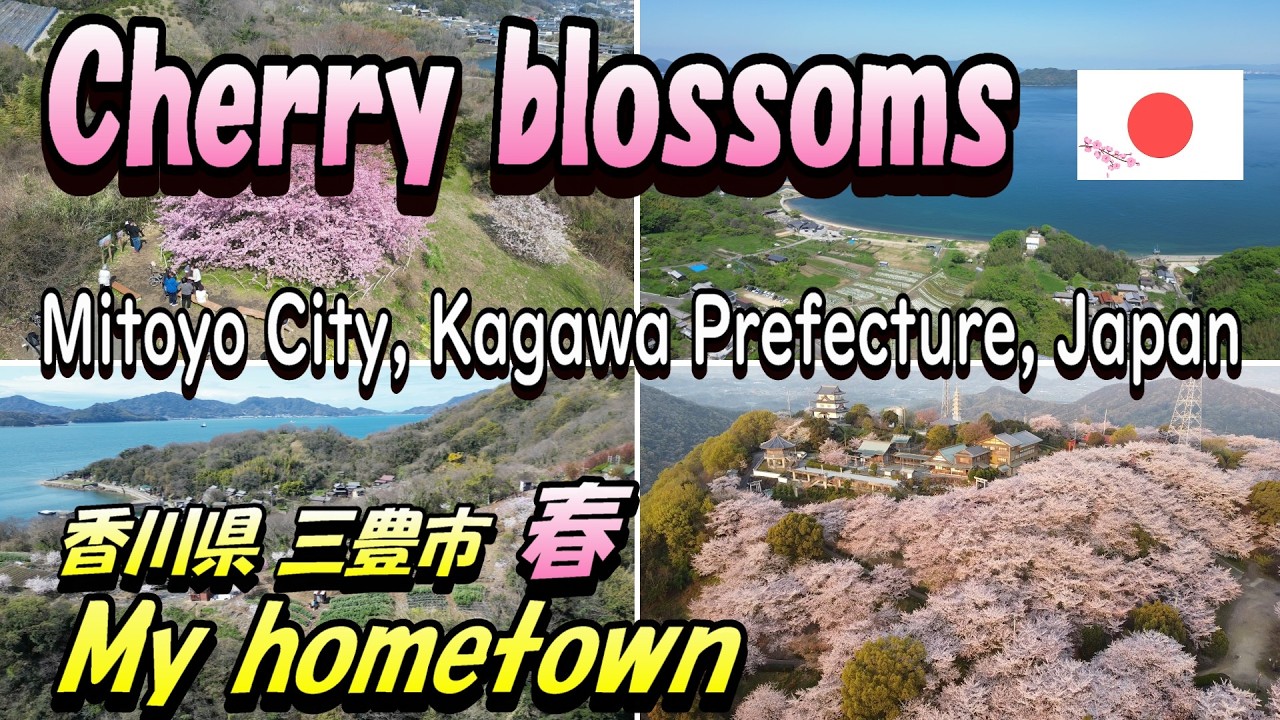 【Cherry blossoms　Mitoyo City】桜🌸三豊市　Mitoyo City, Kagawa Prefecture　My hometown
