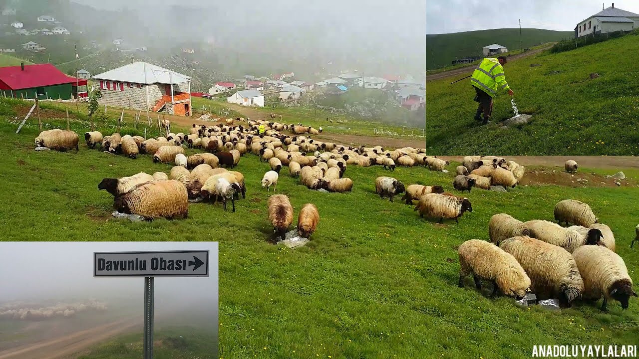 Koyun tuzlama, Koyunlara neden tuz veriyoruz? Kadırga yaylası, #Davunlu obası