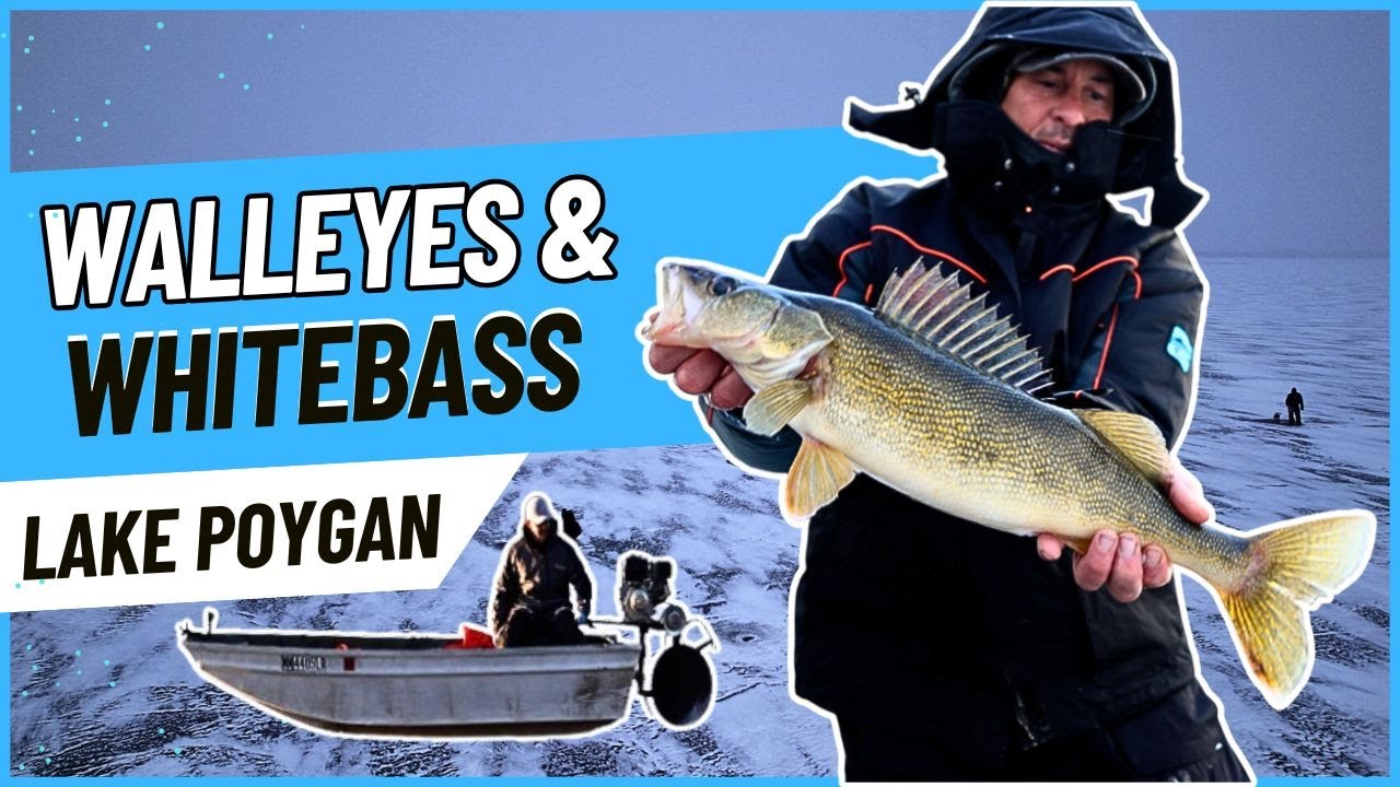 Lake Poygan Walleyes & Whitebass