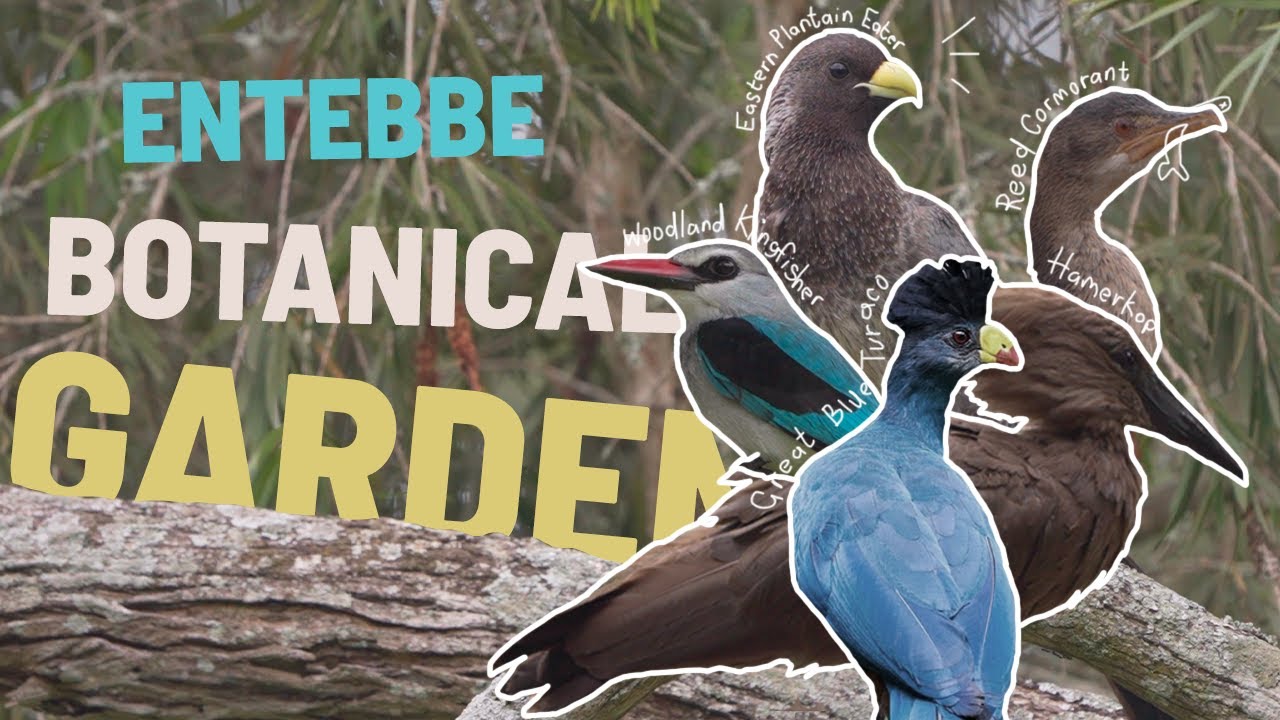 Birding in Uganda, Entebbe Botanical Garden