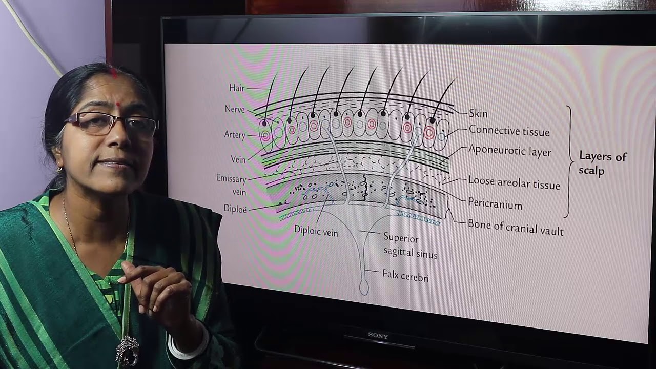 Lecture On Scalp