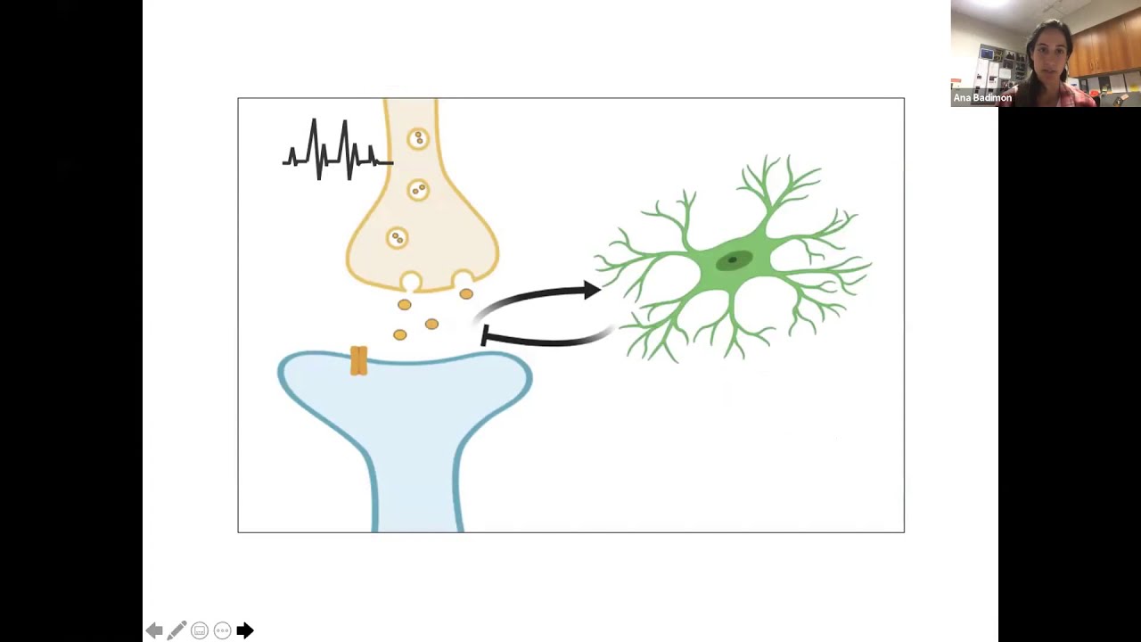 [Ana Badimon] Negative feedback control of neuronal activity by microglia