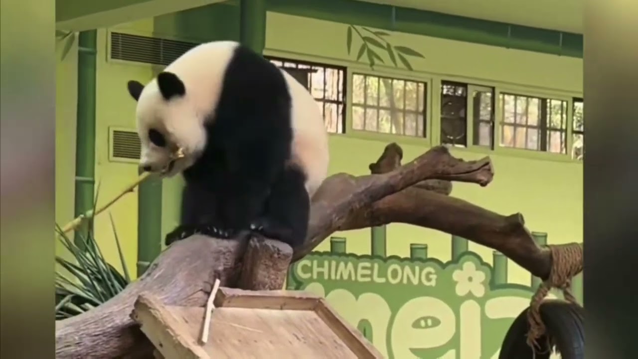 3月9日  青姐講述為什麼威哥之前接近妹珠會被妹珠驅趕，需要飼養員耐心和妹珠建立信任#panda  #cutepanda #熊貓妹珠 #熊貓妹豬