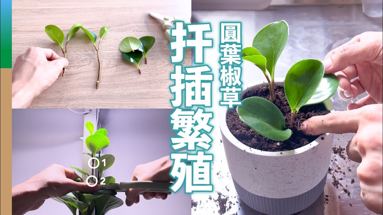 圓葉椒草扦插繁殖：莖插 + 葉插，4個月後結果大不同