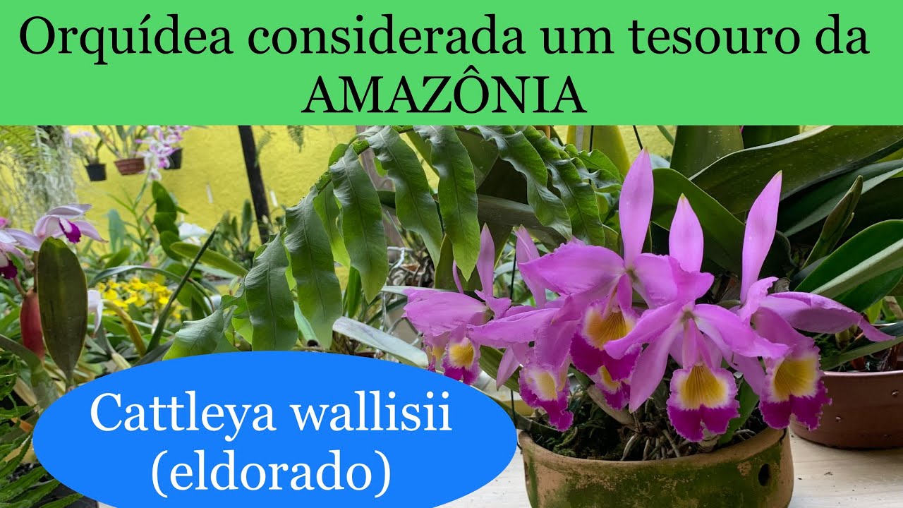 Cattleya Wallisii(eldorado) Um tesouro da Amazônia| ORQUÍDEAS EM AÇÃO
