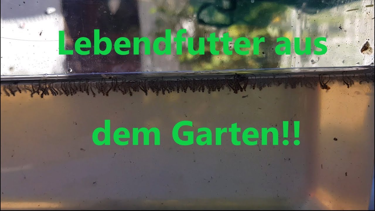 Lebendfutter aus dem Garten | Selbst gefangen
