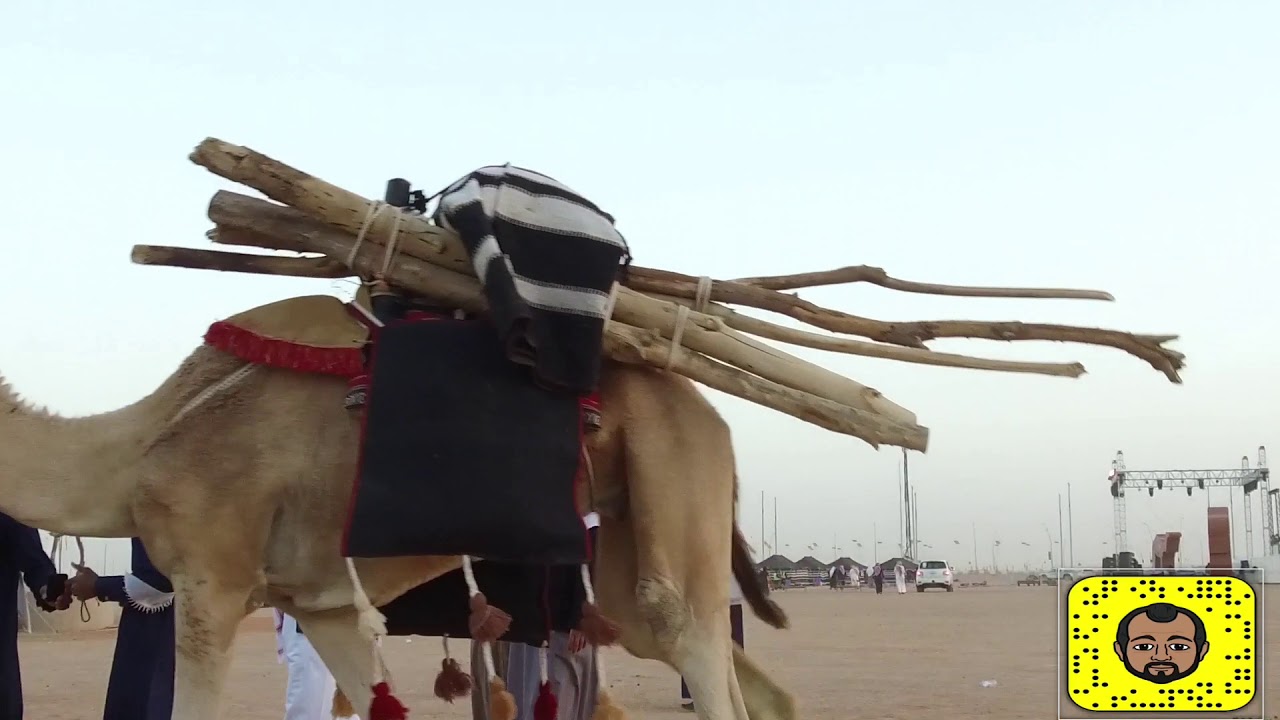 ياصاحبي ماني راعي مهاداه
