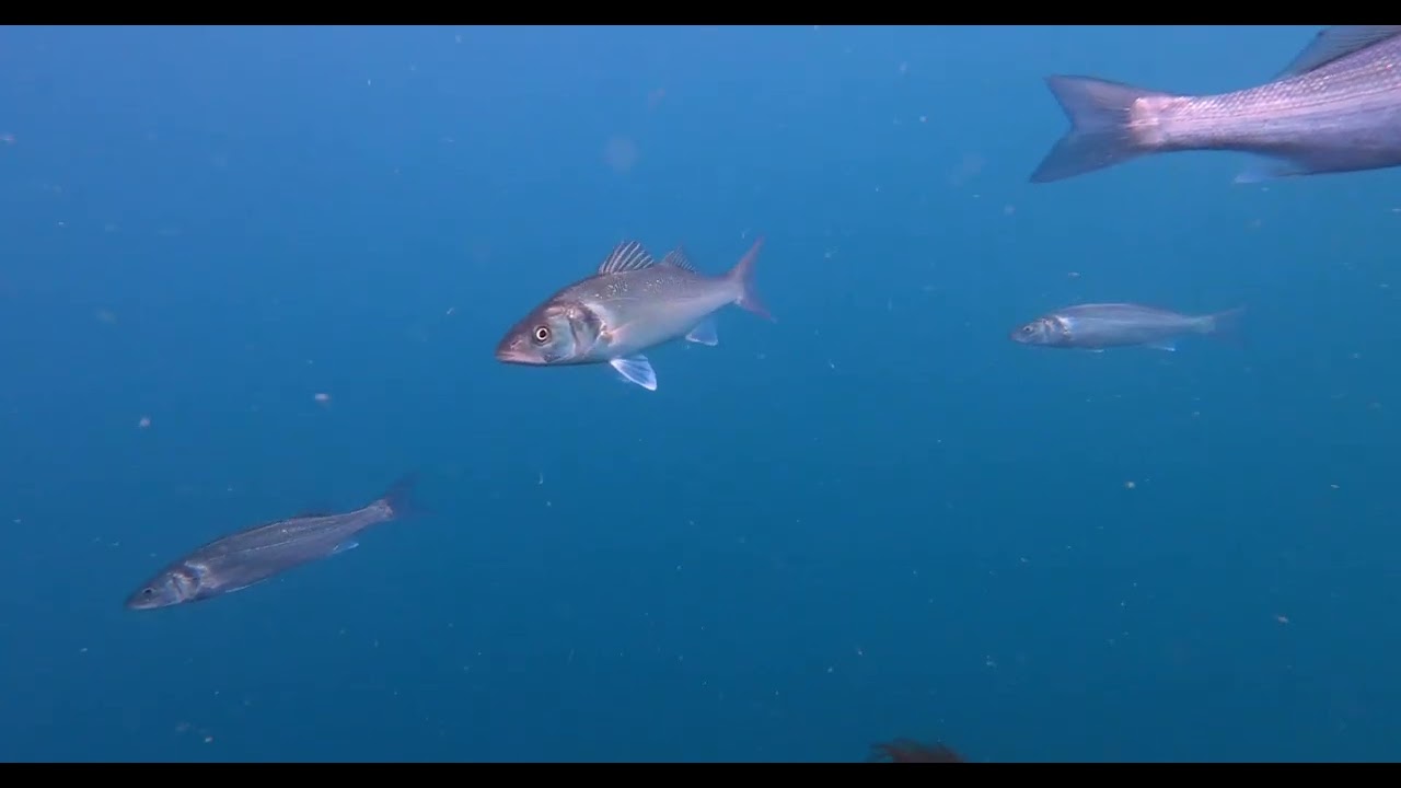 spearfishing - Jersey CI - Summer 22 - Part 4