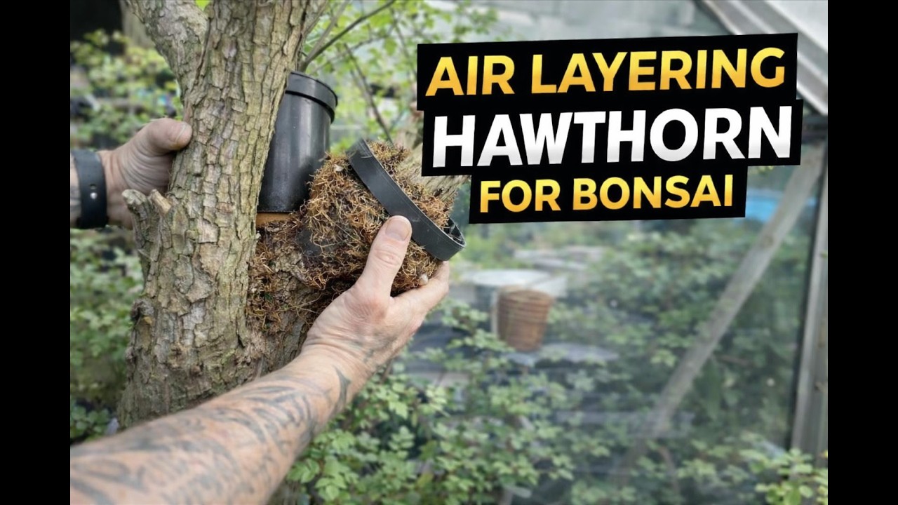 Air Layering Hawthorn for Bonsai (June 2022)