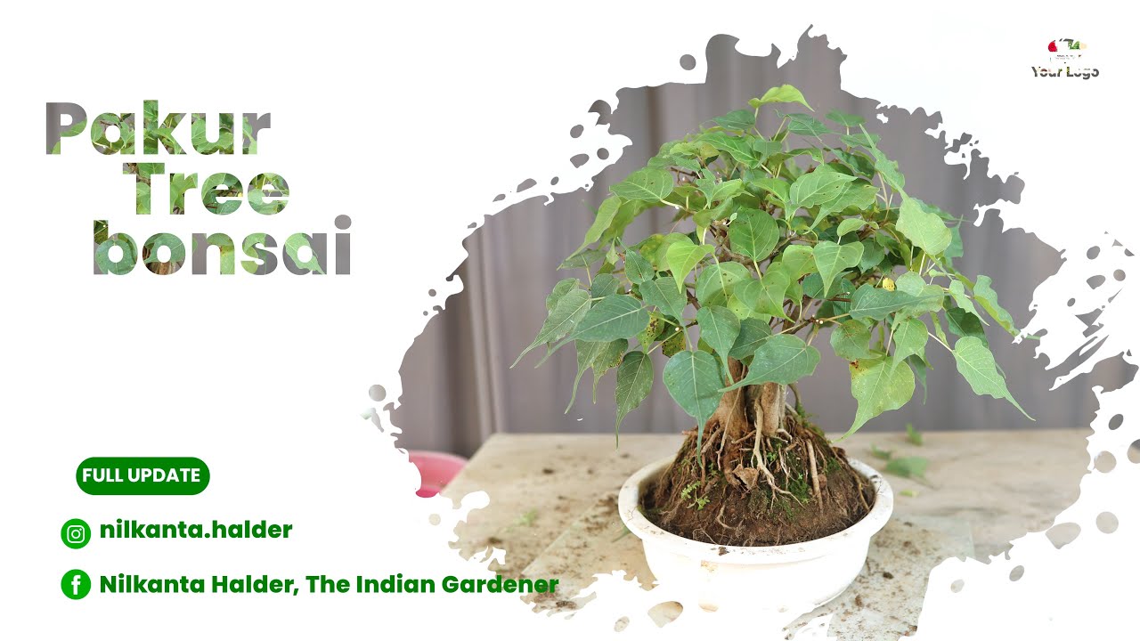 কিভাবে পাকুড় গাছের বনসাই বানাবেন  ||  How to make a Peepal tree bonsai ||