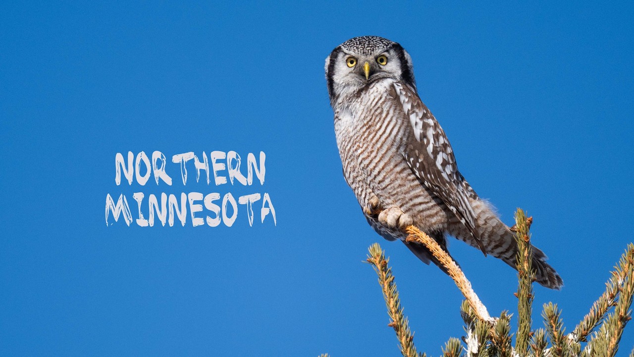 Birds of Northern Minnesota - February 2026
