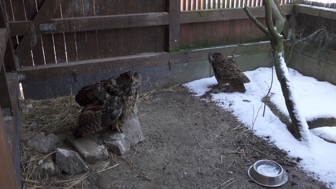 Olomoucký kraj zdvojnásobil dotace pro záchranné stanice. Rozdělí 600 tisíc korun