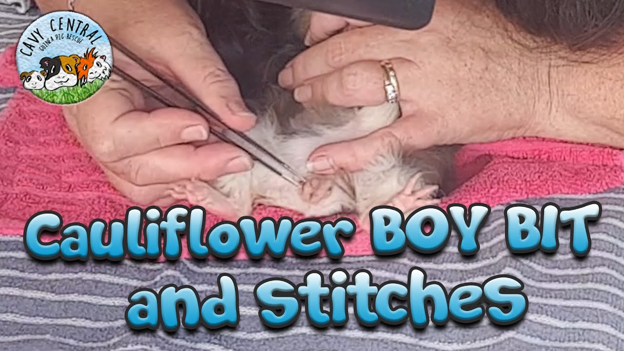 Boar cleaning with Patches and Cookie - Male guinea pigs