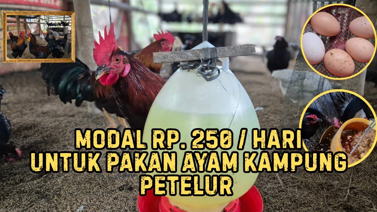 Modal Rp 250 Untuk Pakan Ayam Kampung Petelur