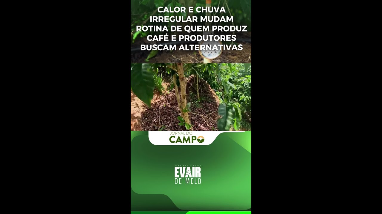 Mais uma solução tem contribuído para o controle do estresse climático em regiões produtoras de café