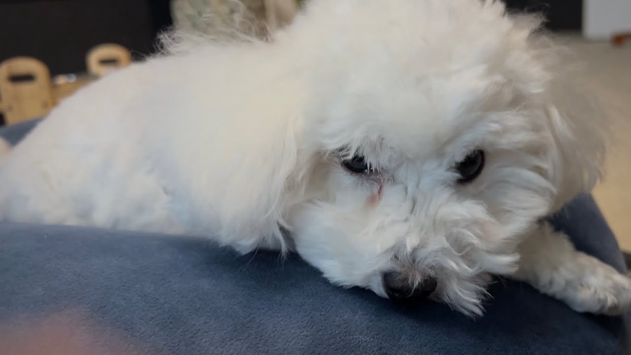 新年早々の下痢…ハプニング続きですが今年もよろしくお願いします🐶