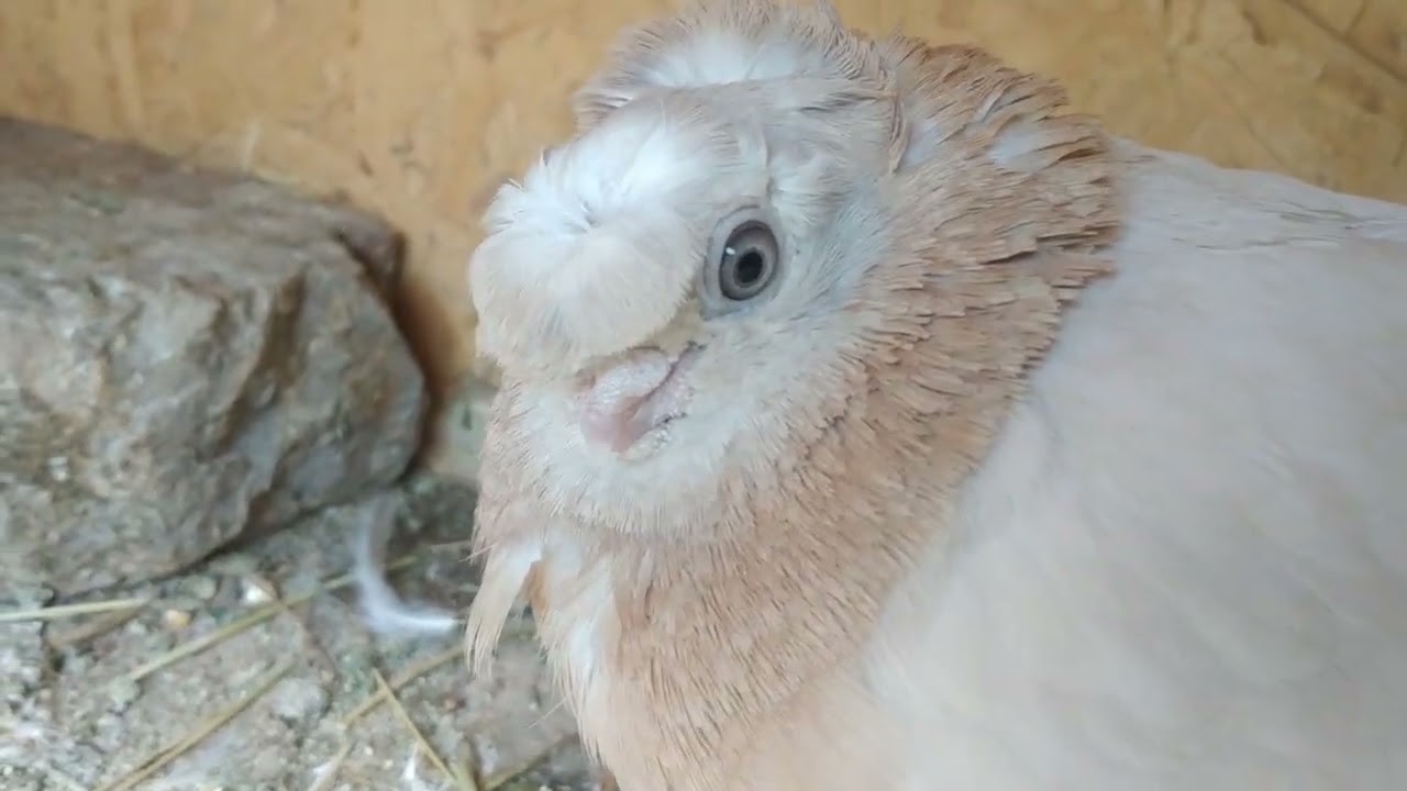 Обзор двухчубой азиатской.#pigeon #голуби #такла #двухчубые #оспа #креолин #болезни #бишкек