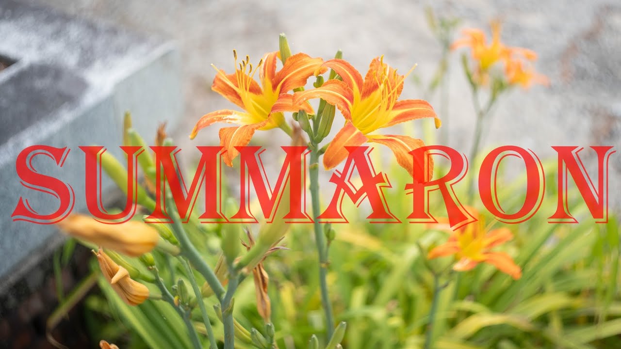 SUMMARON 3.5cm | Ordinary but Ultimate vintage Leica lens(Part 1)
