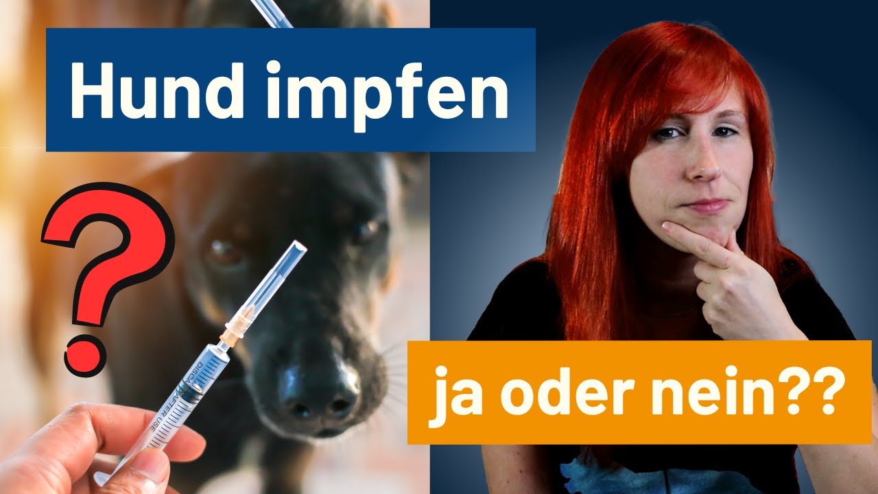 Hunde impfen - sinnvoll oder gefährlich? 🤔
