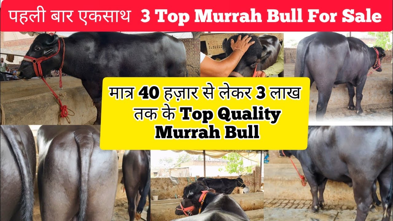 😱मात्र 40 हजार से लेकर 3 लाख तक के शानदार Murrah Bull For Sale 👉 Village - Sui , Bhiwani, Haryana ।।
