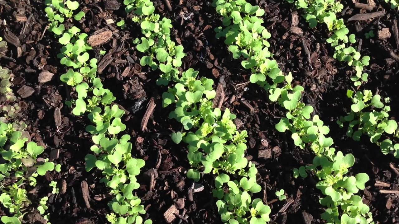Winter High Tunnel Project Part 3 - Growing