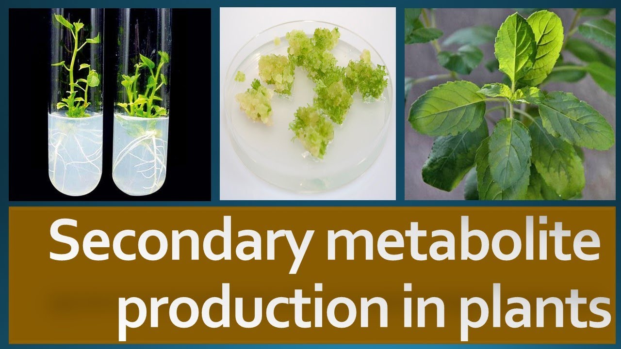 Secondary Metabolite production in plants