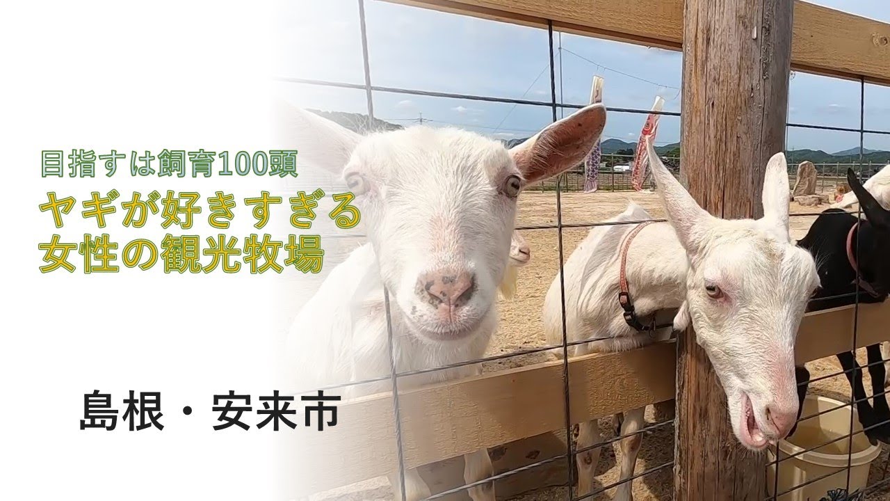 目指すは100頭飼育　「ヤギが好きすぎる」 Iターン女性がつくる理想の観光牧場【島根発】
