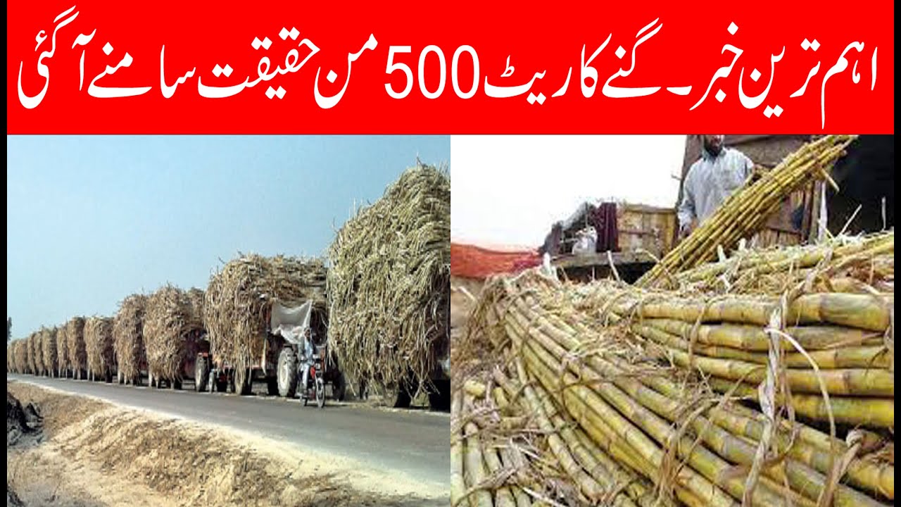 Great news Sugarcane new rate update 2025-26| Today new sugarcane price in pakistan