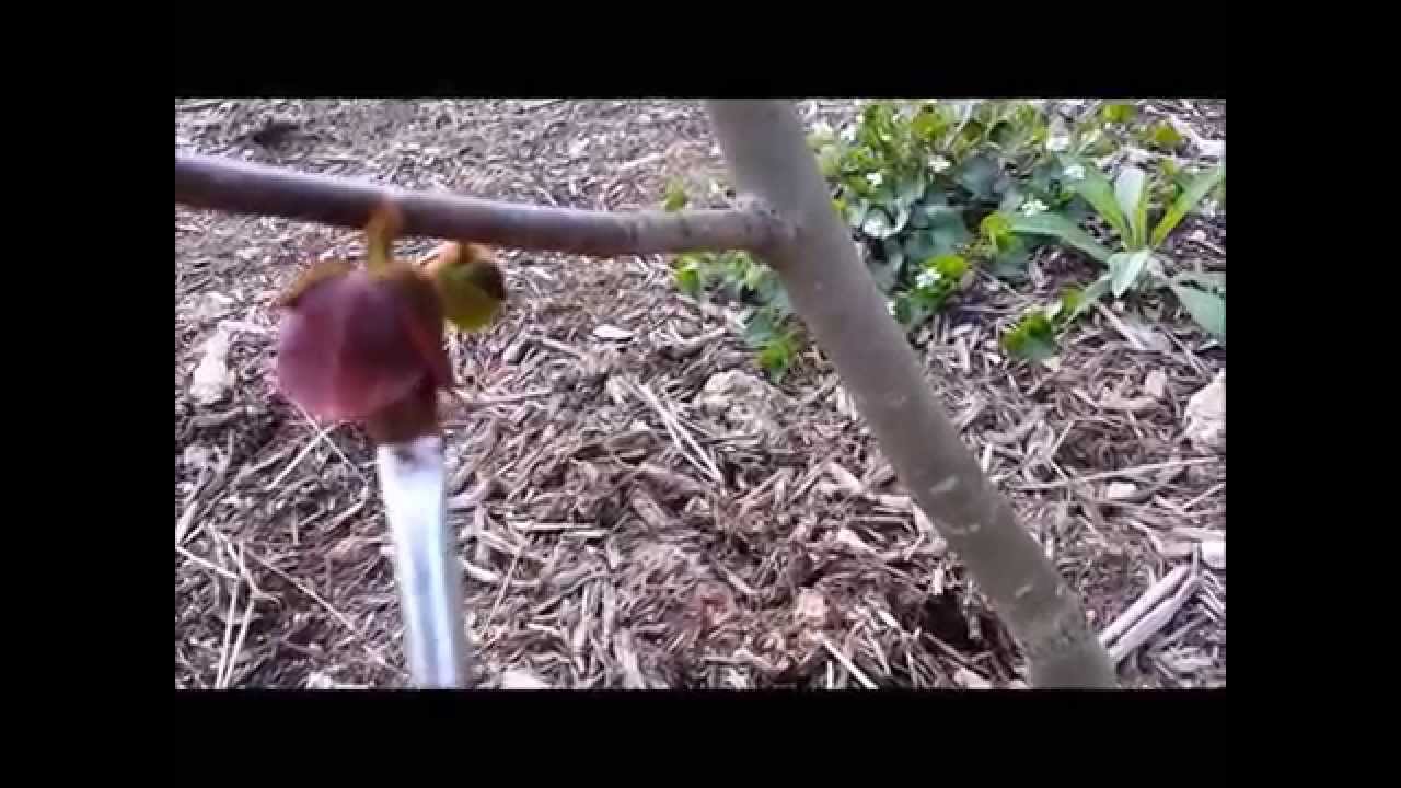 Pawpaw asima triloba how to pollinate