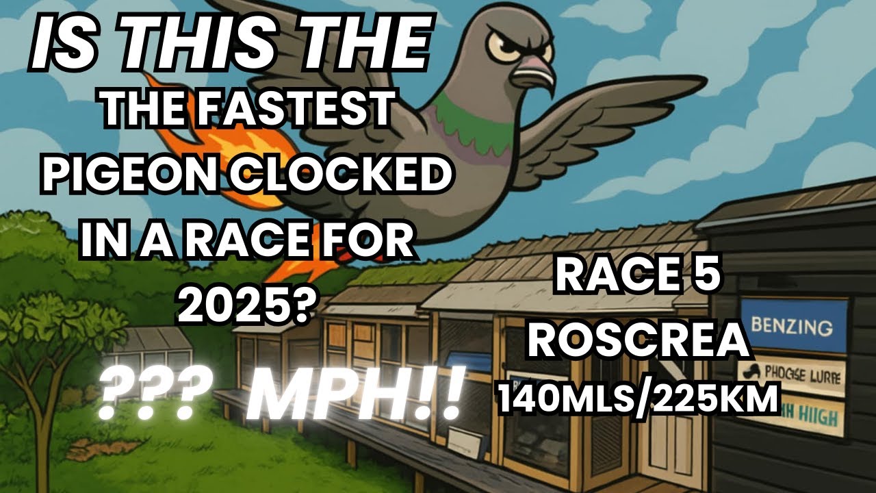 IS THIS THE FASTEST PIGEON RECORDED IN A RACE THIS YEAR IN THE UK??