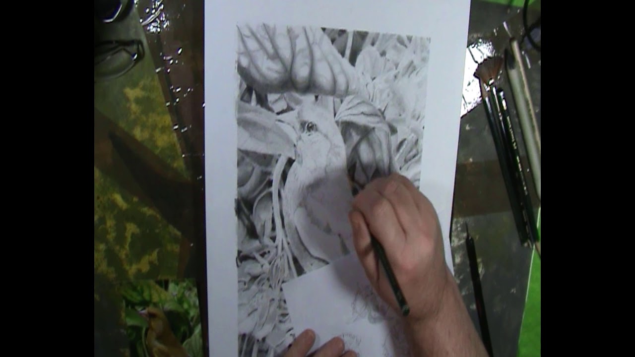 Greenfinch Project : Part 13= feathers 1a