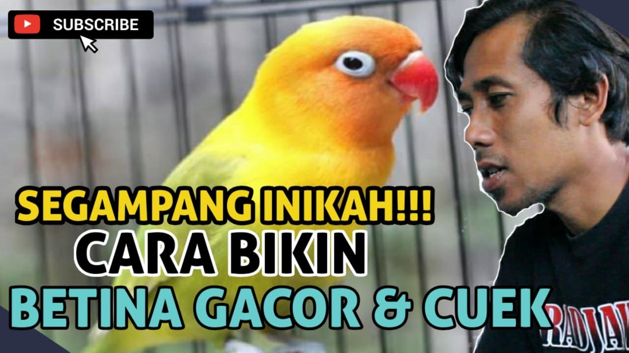 GAMPANG BANGET!! Bikin Lovebird BETINA GACOR DAN CUEK