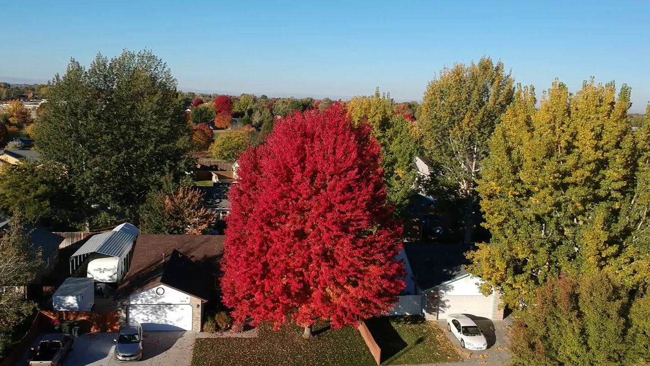 Maple Tree in October. Drone Video.