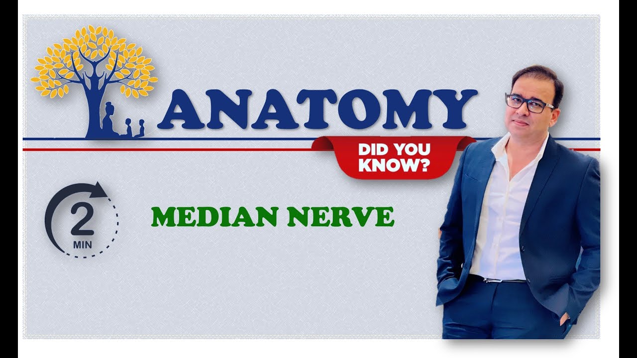 MEDIAN NERVE_2 MINUTES REVISION SERIES