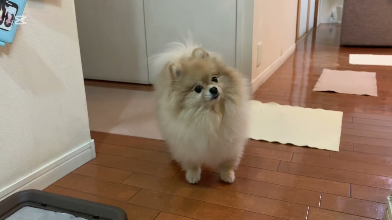 早朝おねだりマフィン【ロングバージョン】🧁😅