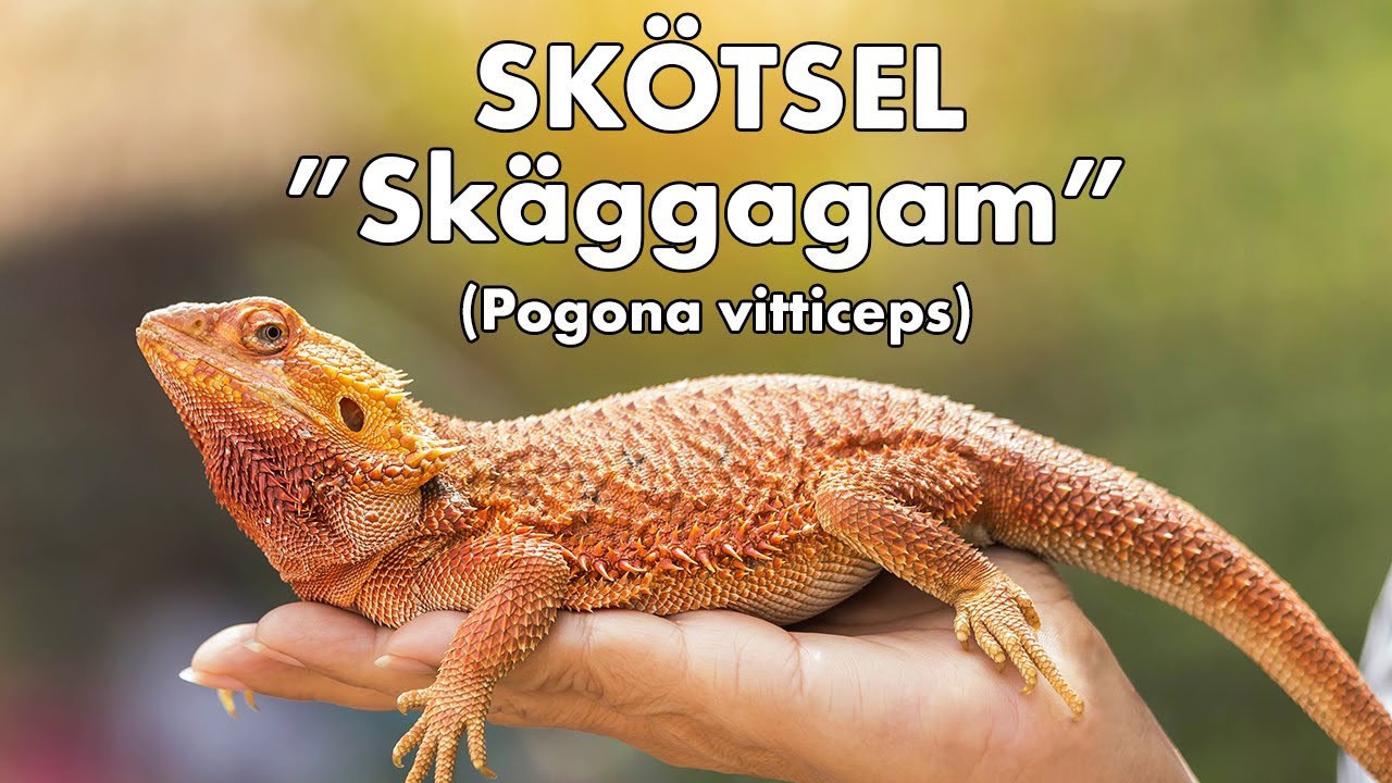 Skötsel: Skäggagam (Pogona vitticeps)