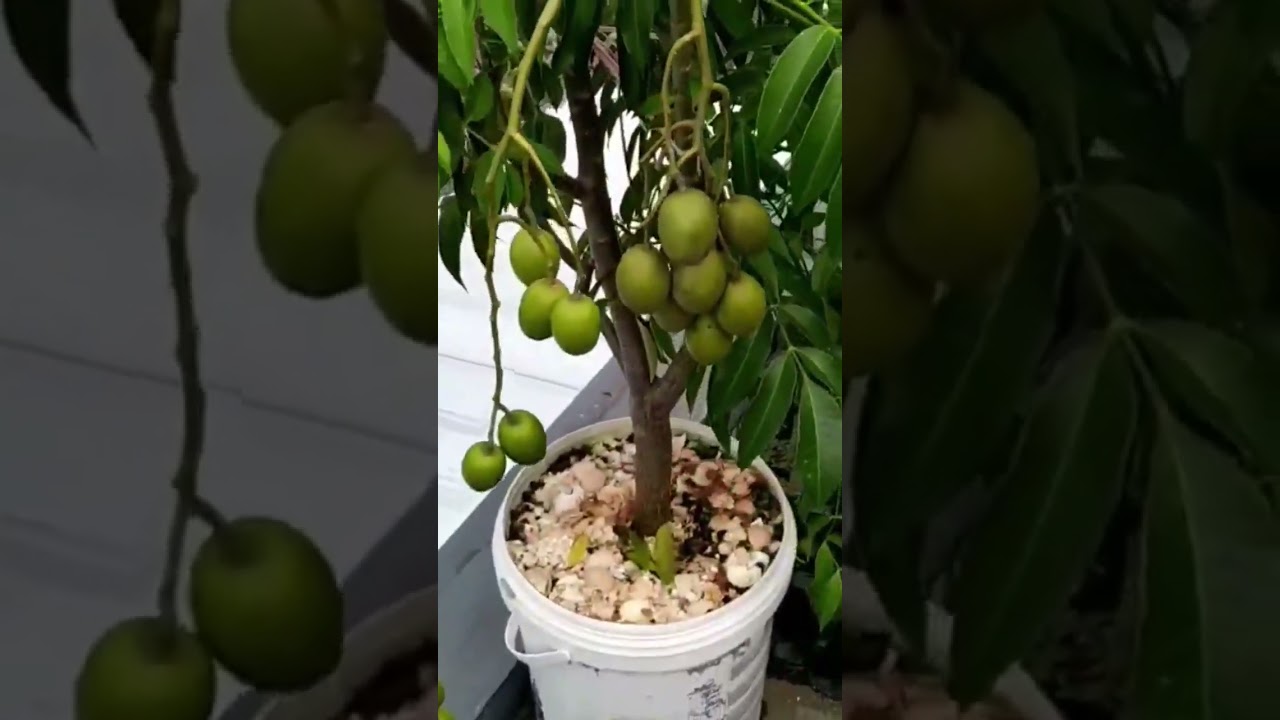Bibit Kedondong Mini Cepat Berbuah , bibit dijamin asli 100% , Wa 081260370045