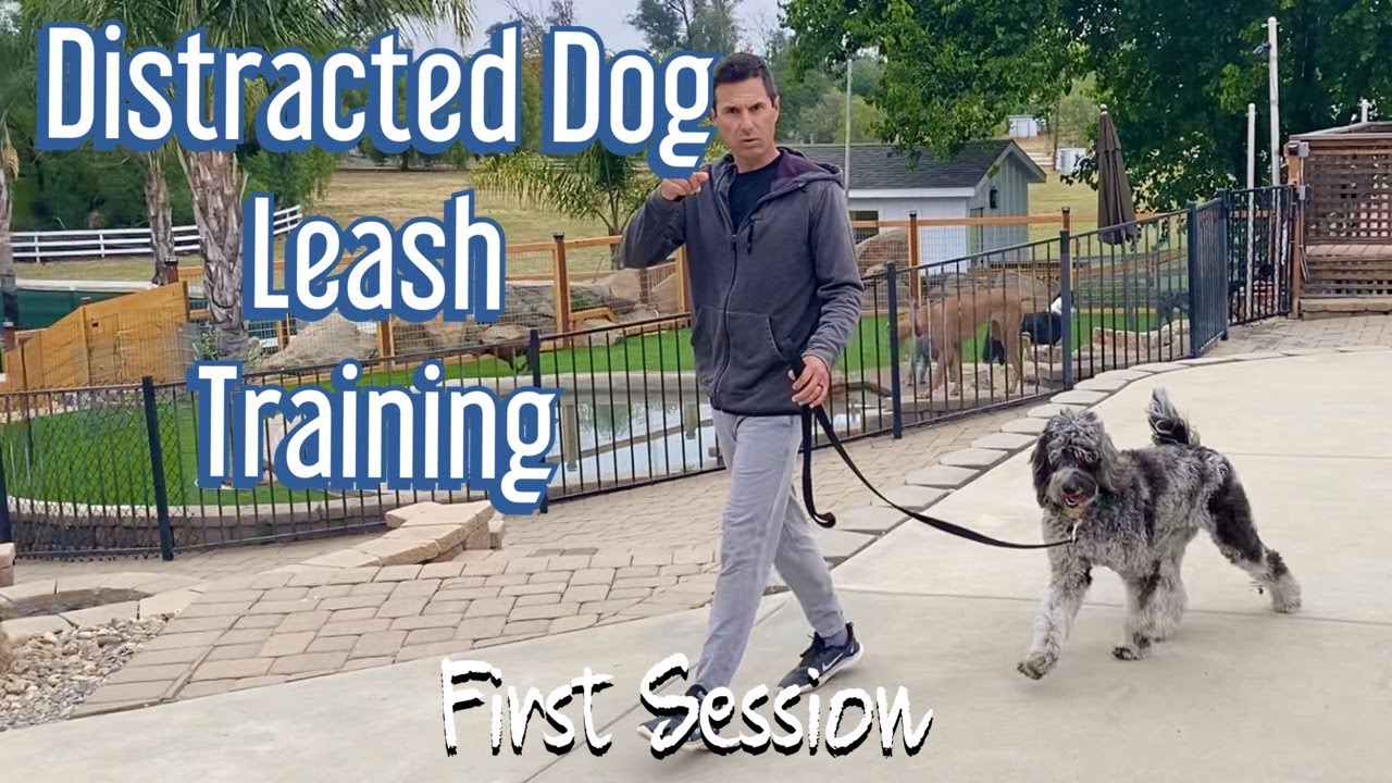 Loose leash walking//first session!