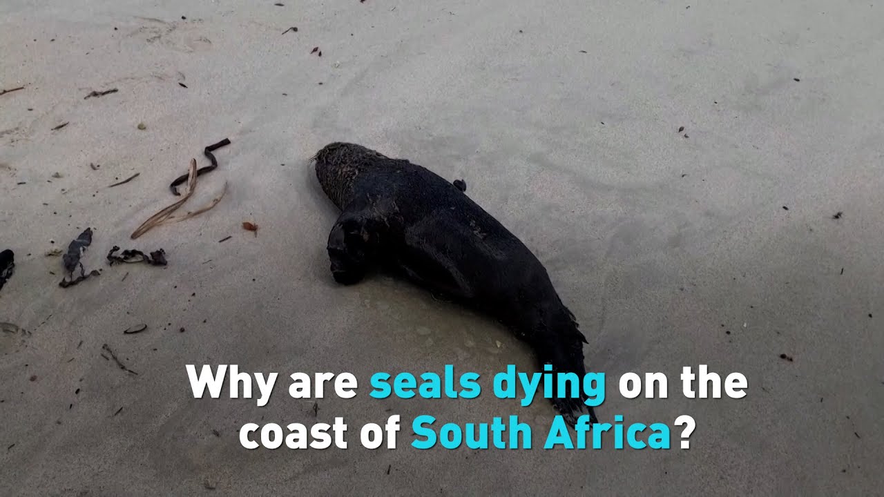 Why are seals dying on the coast of South Africa CMS