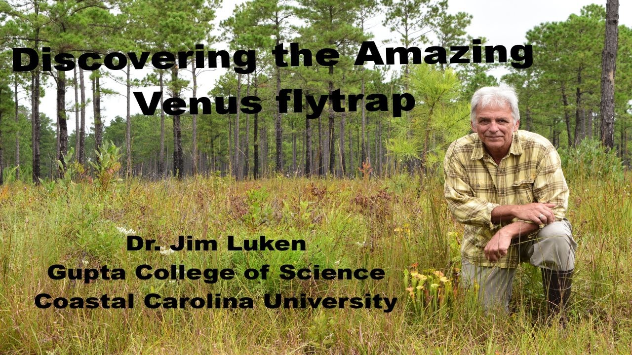 Discovering the Amazing Venus Flytrap