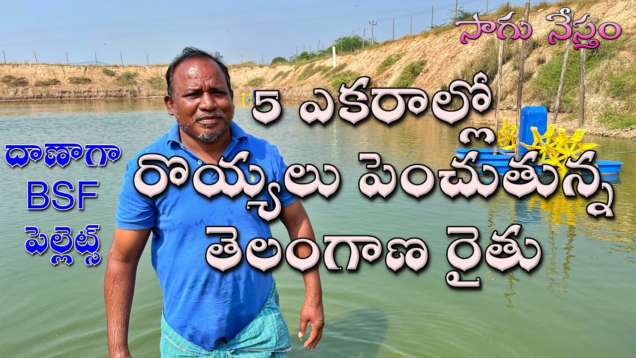 Vannamei Shrimp | వన్నామీ రొయ్యలు | తెలంగాణలో రొయ్యల పెంపకం | Vannamei Prawns | సాగు నేస్తం |