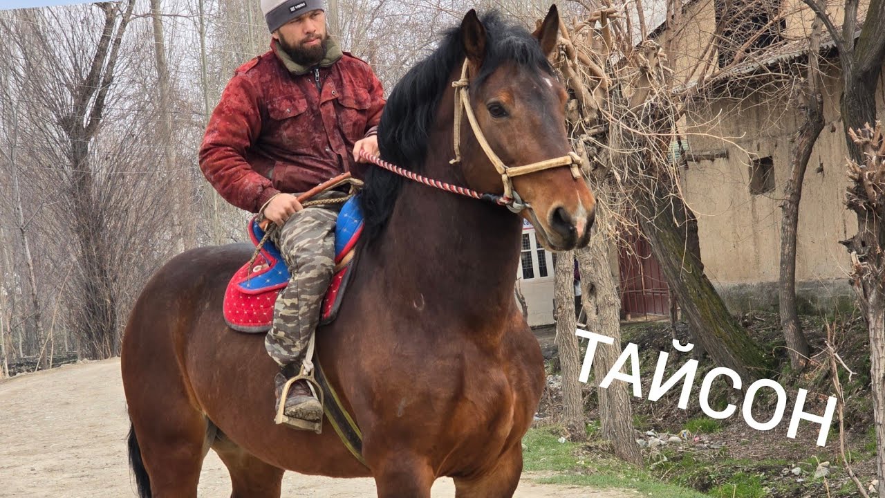 ТАЙСОН   РОССИЯДАН КЕЛДИ  