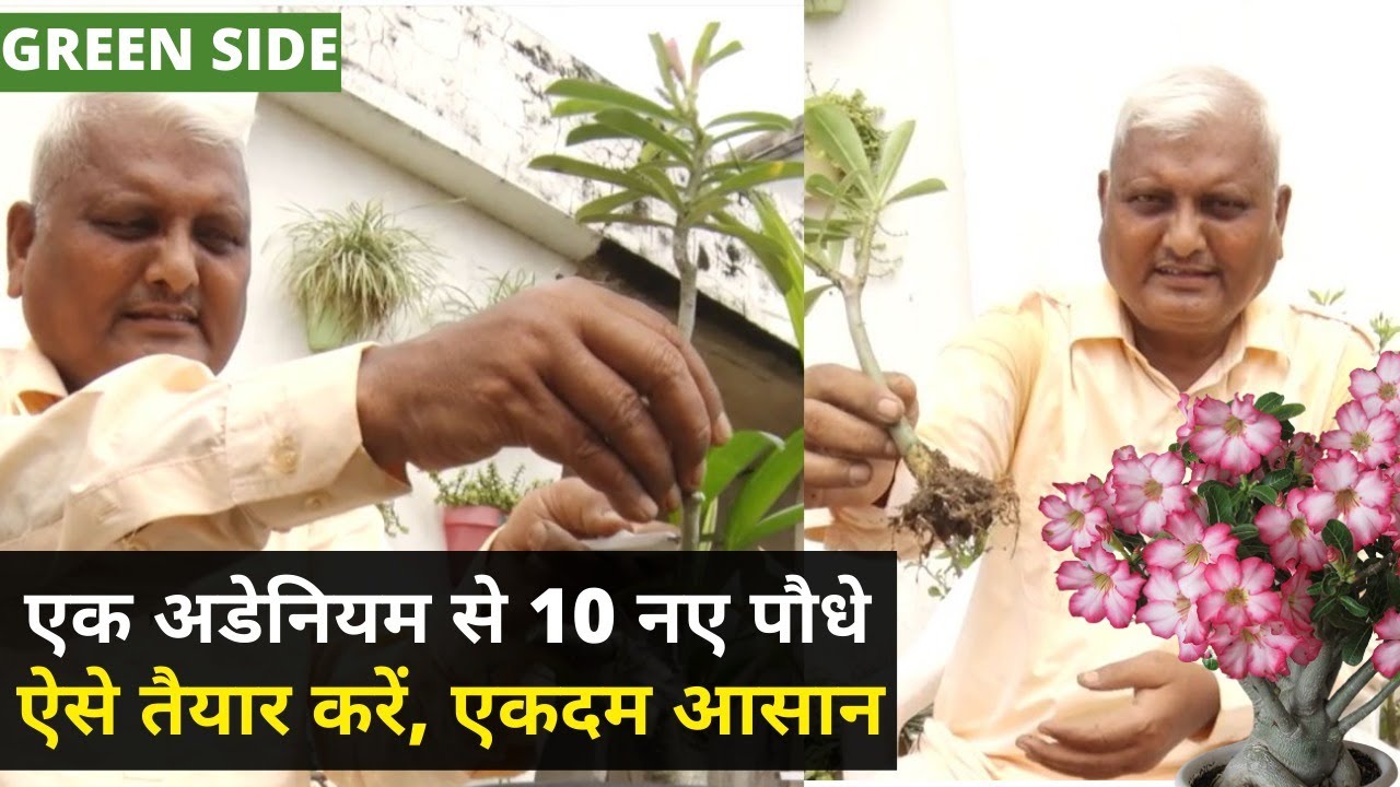 Patna के Anil Giri की Adenium Class, सीखा रहे-एक से दस पौधे तैयार करना और Care Tips भी । Green Side