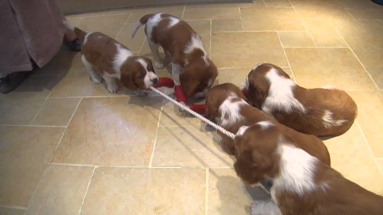 Welshies with Sausages