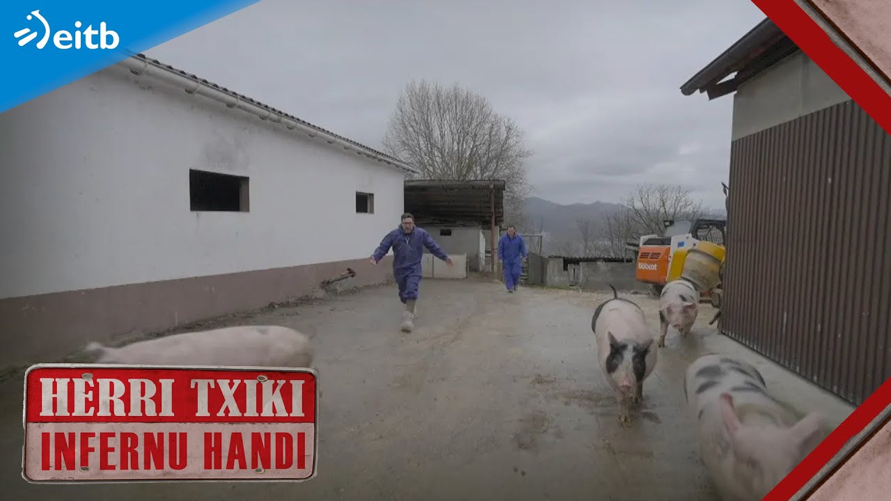 Sanferminak Gartzainen? Tropelean eta ziztu bizian atera dira txerriak ikuilutik