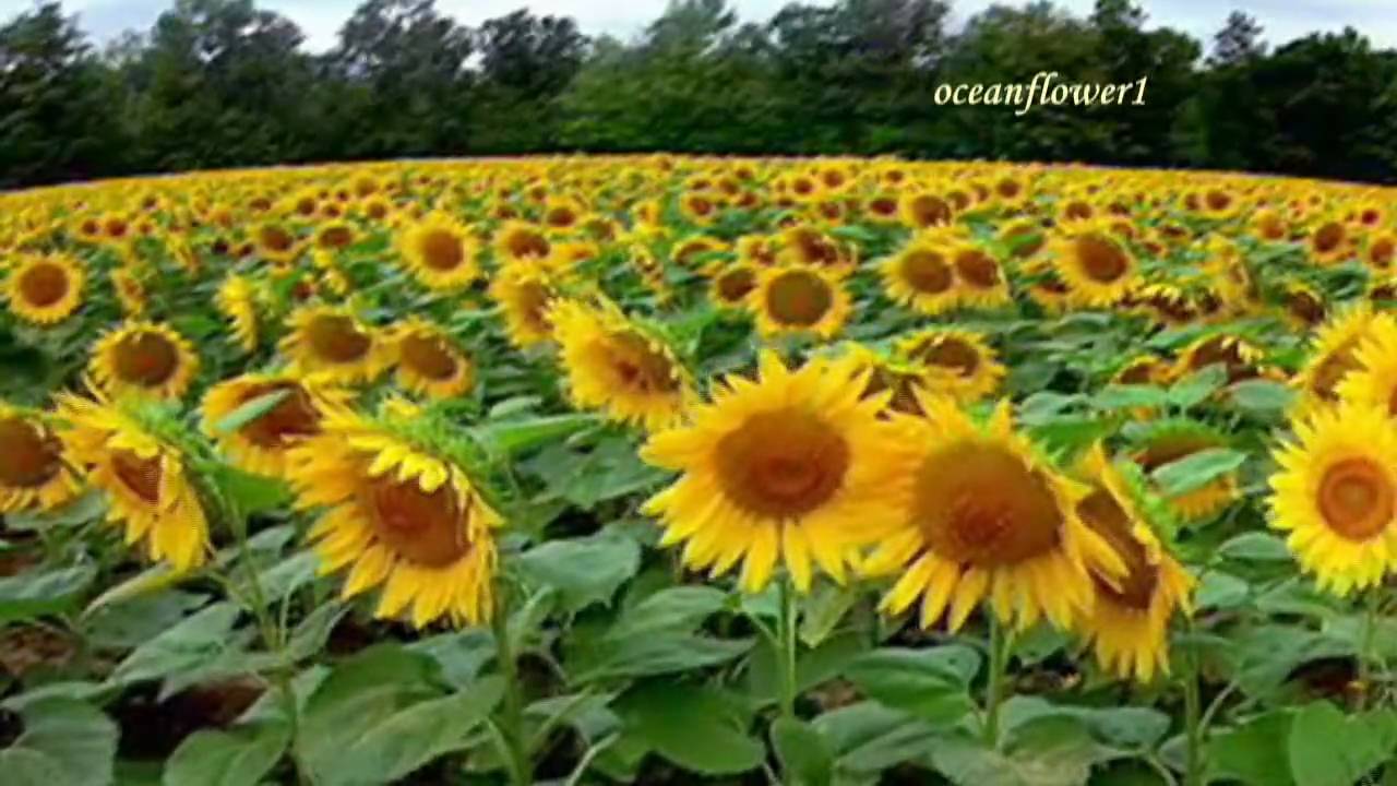 GIOVANNI MARRADI - Summer love
